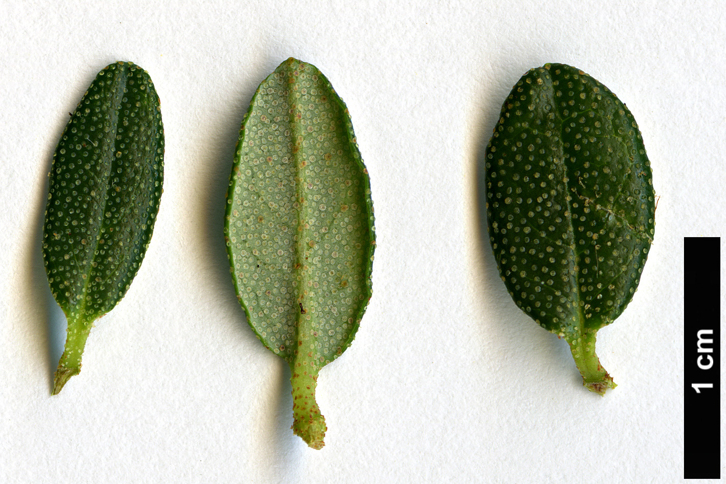 High resolution image: Family: Ericaceae - Genus: Rhododendron - Taxon: telmateium 